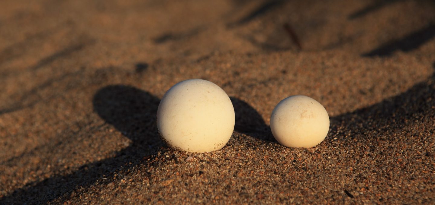 turtle eggs