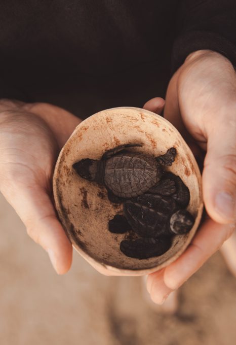 turtle conservation covid-19 programme