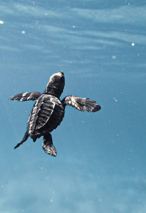 turtle ocean