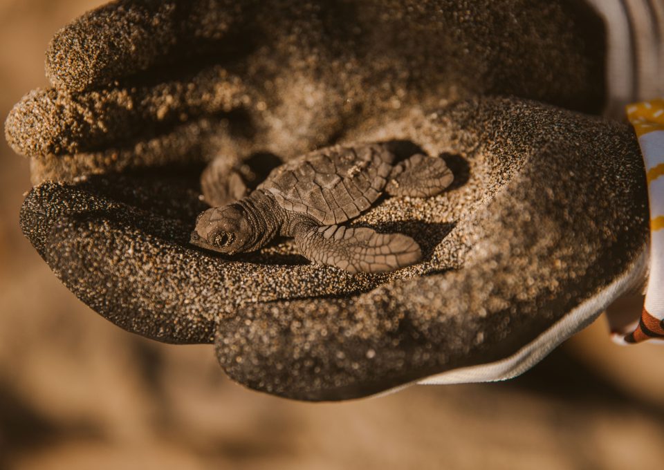 turtle covid-19