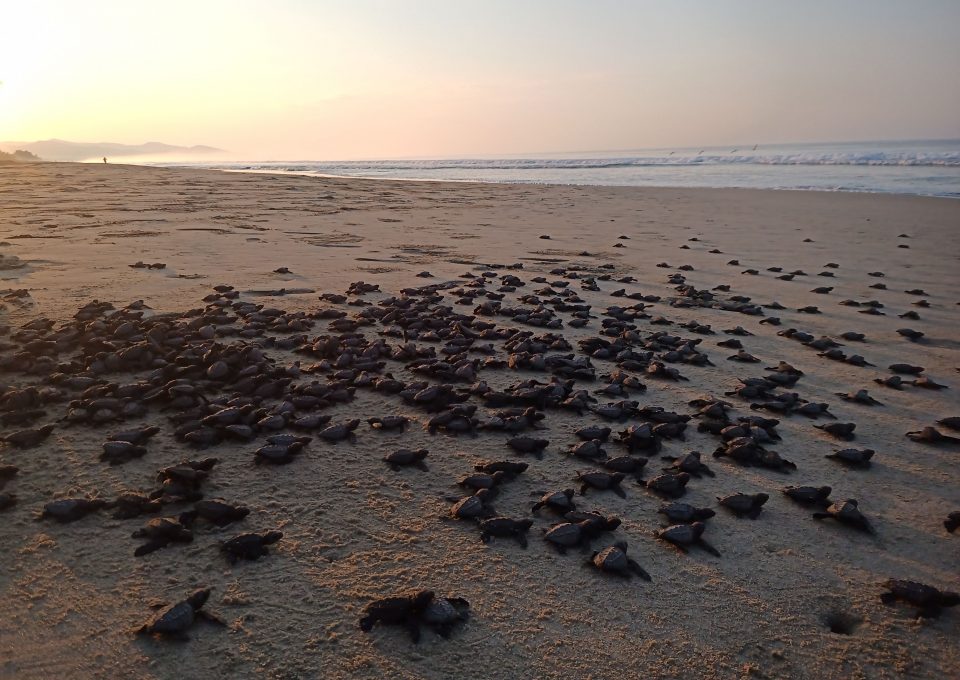 turtle hatchlings