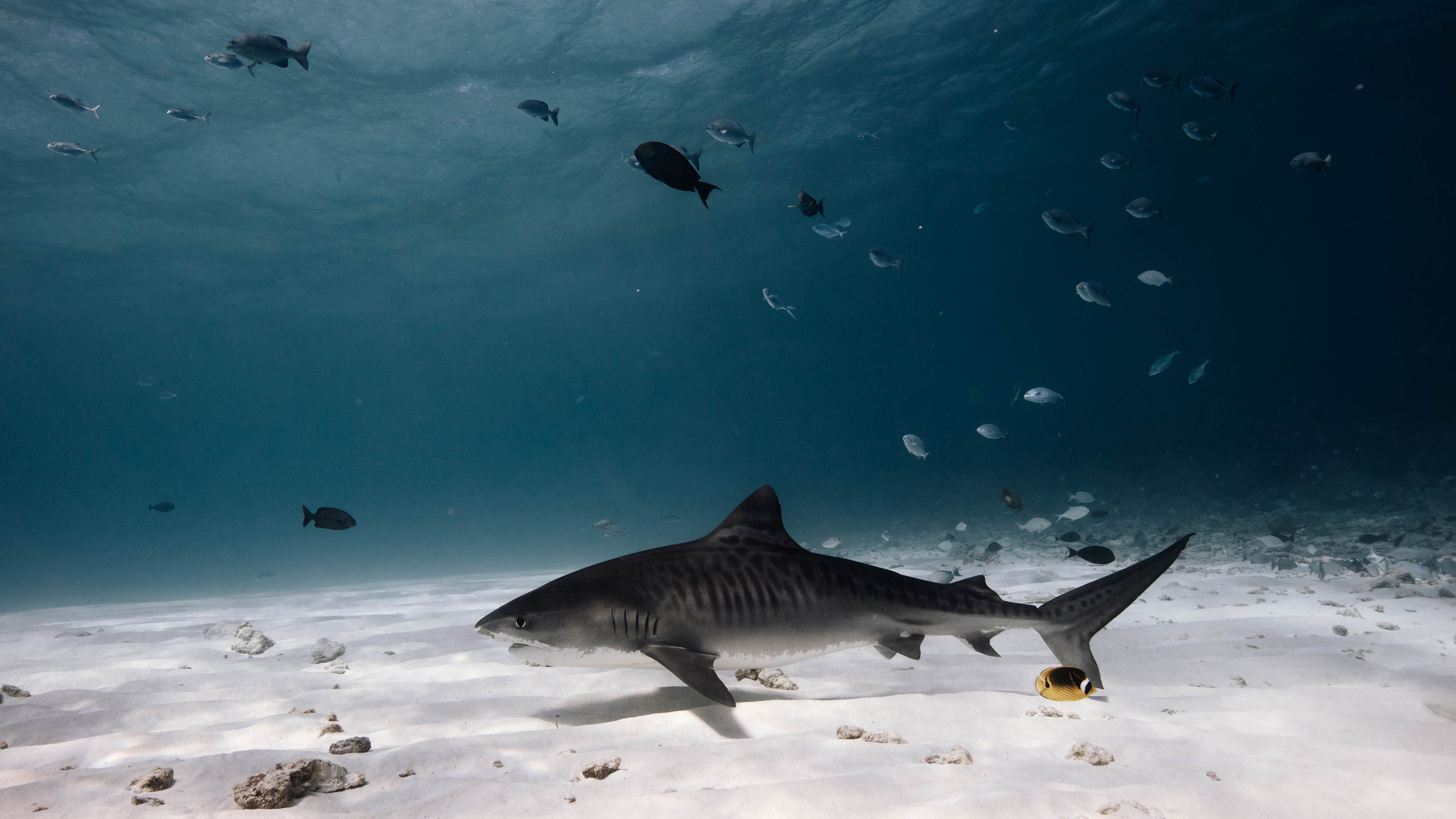 Maldives shark fishing ban