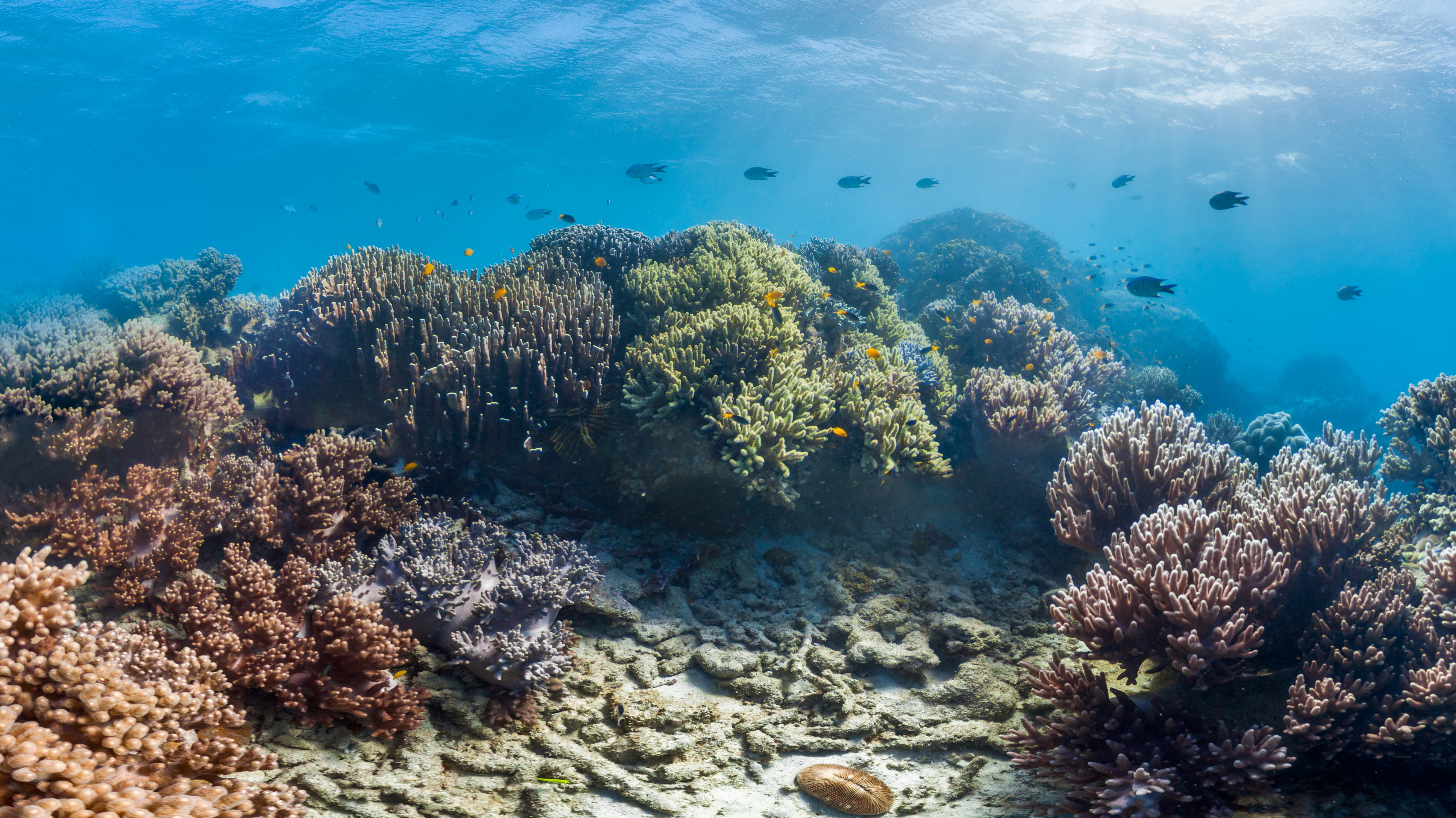 sunscreen impact coral reefs