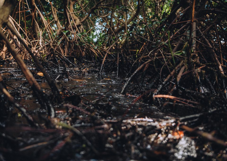 mangroves oil spill