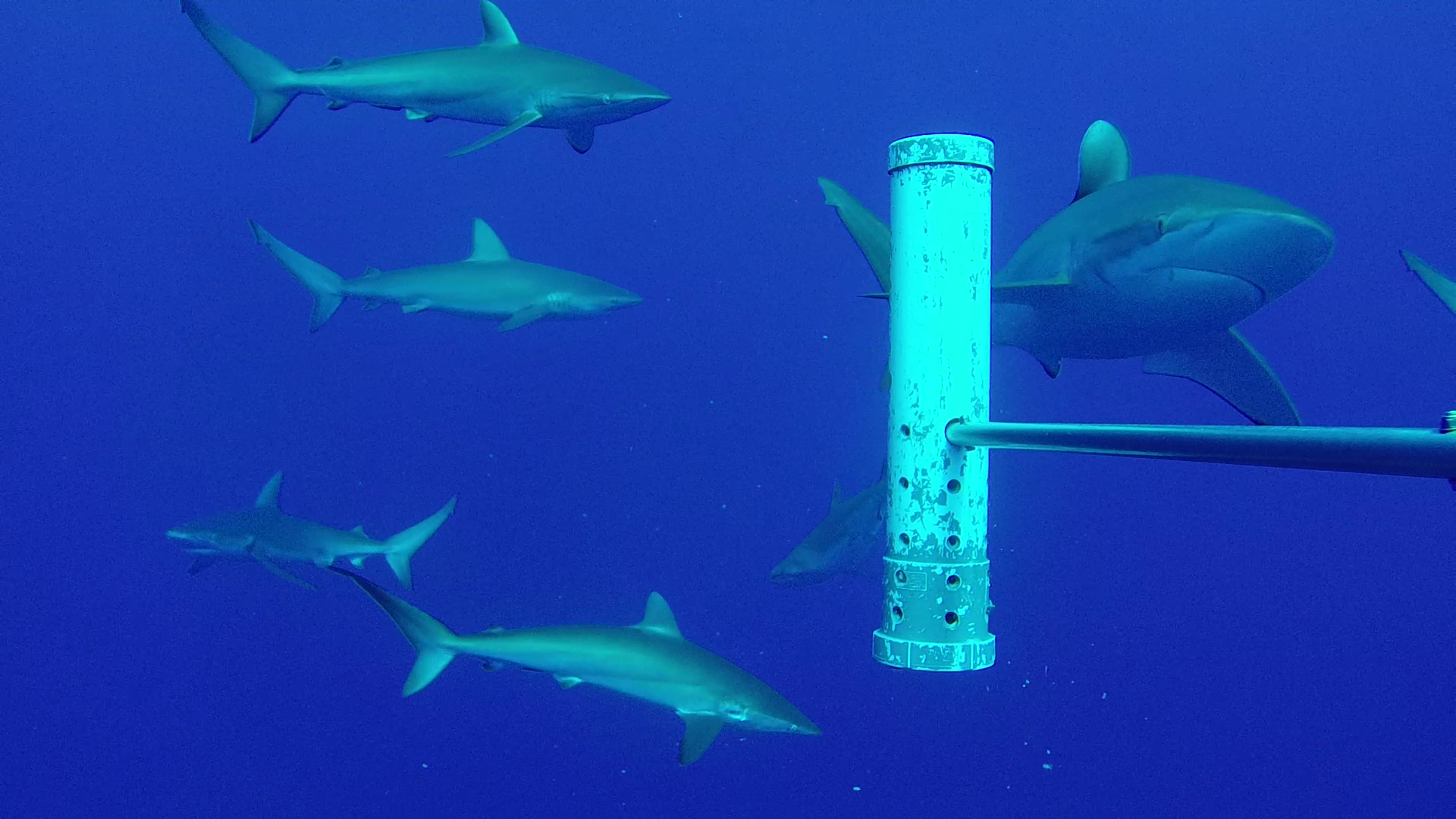 sharks Blue Abacus