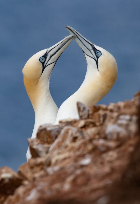 seabird colony