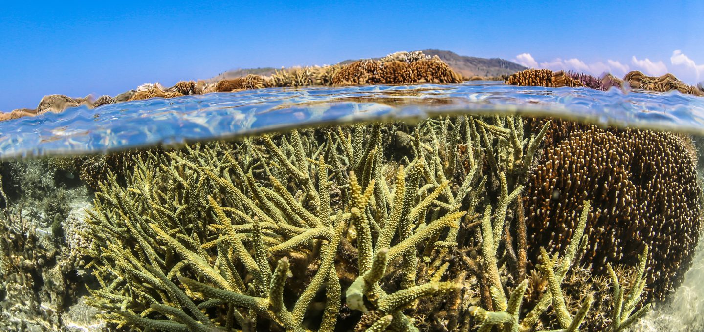 coral bleaching