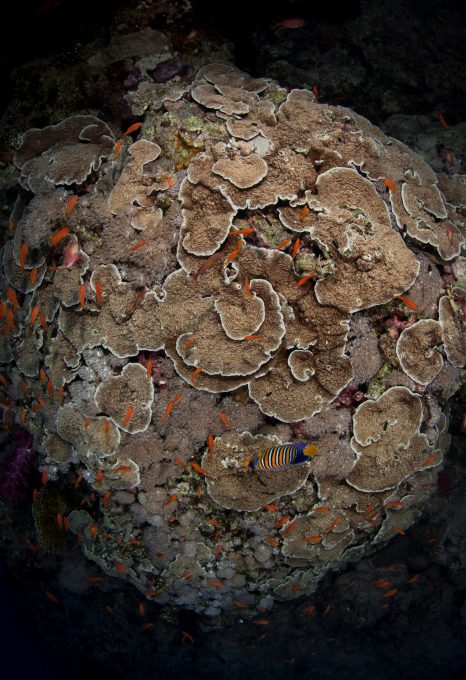 coral reefs