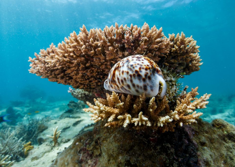 corals