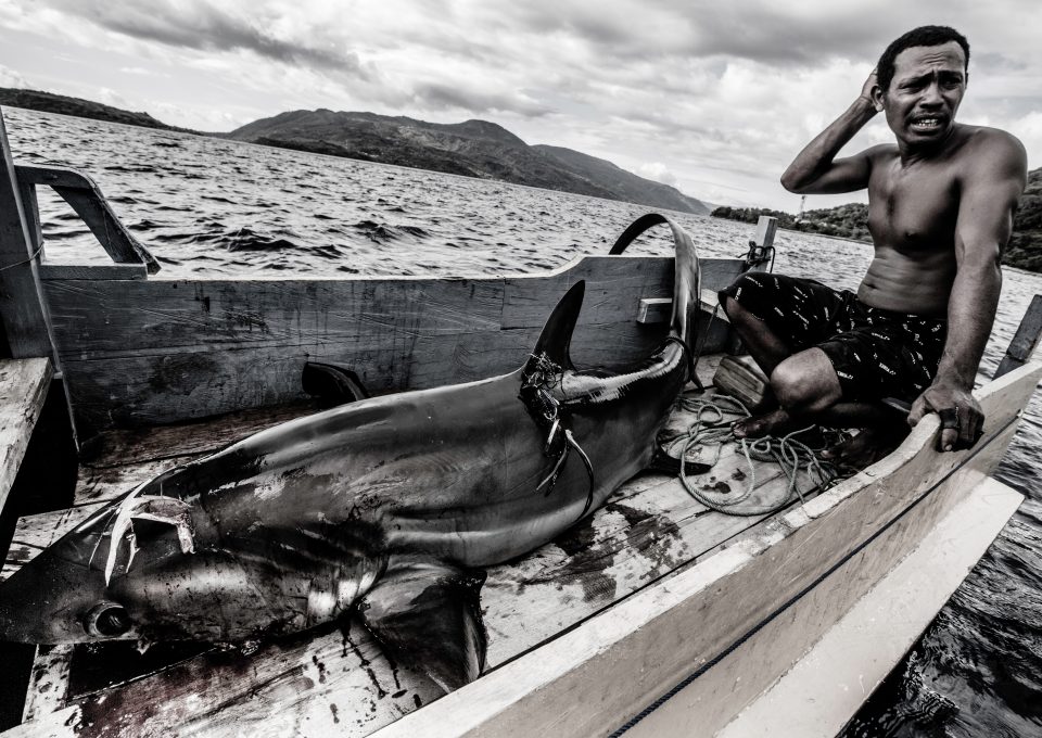 thresher shark indonesia alor fisher