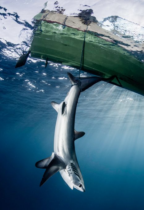 fishing thresher sharks