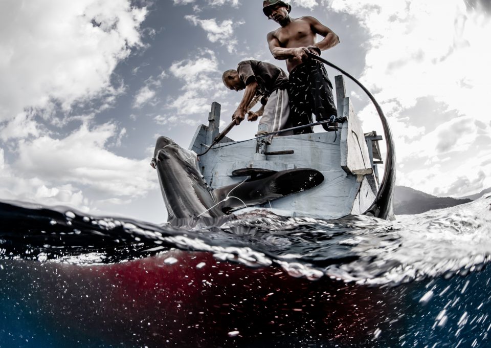 shark fishers Indonesia