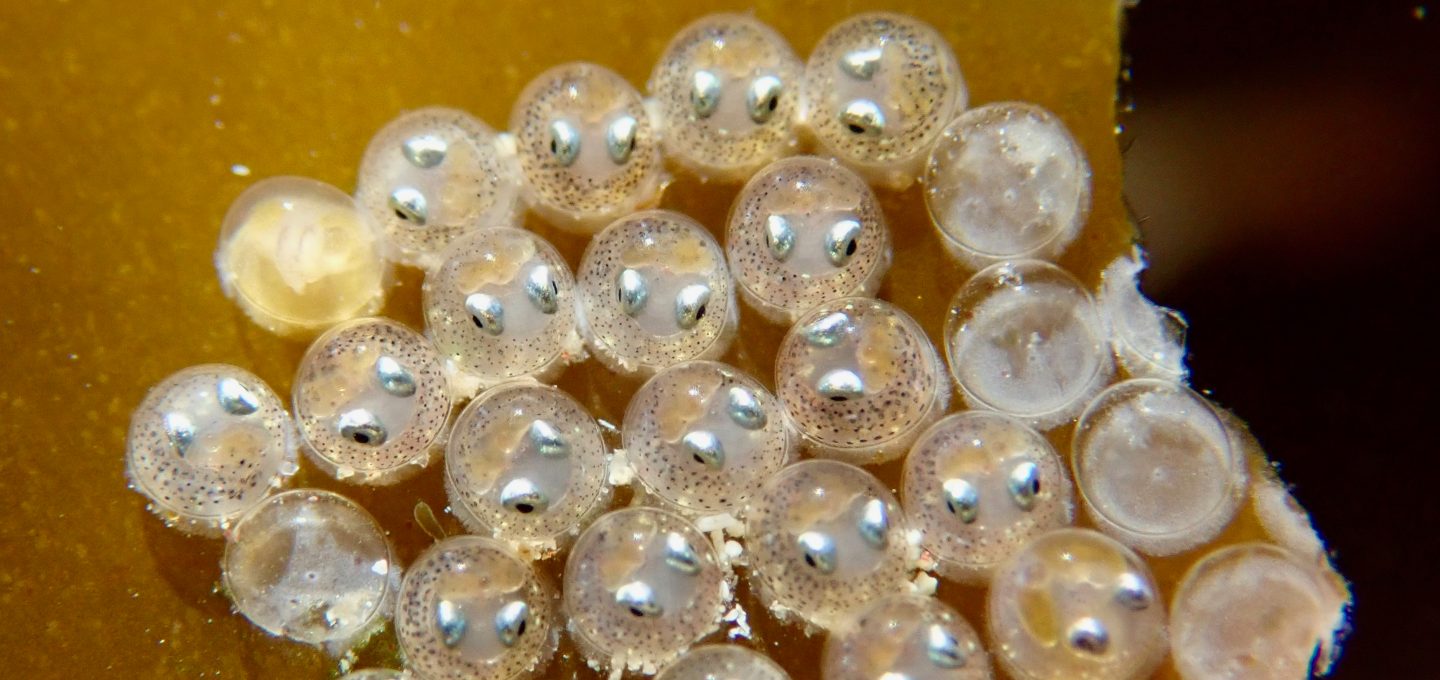 marine life