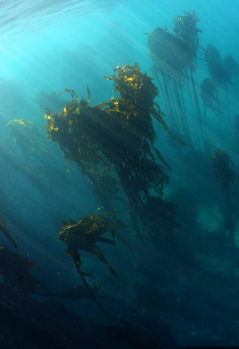 kelp forest