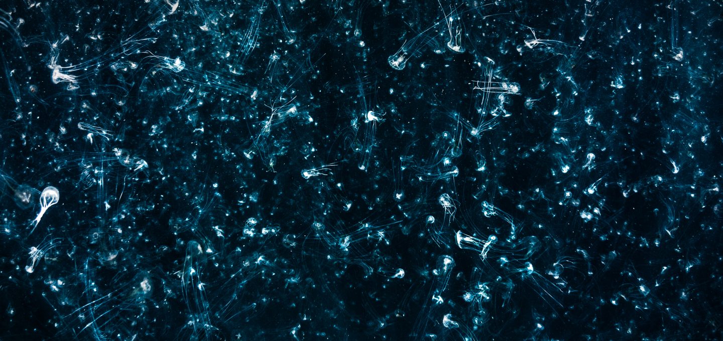 jellyfish