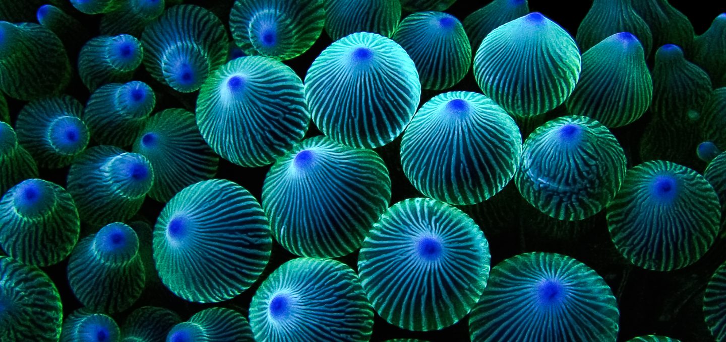 coral polyps