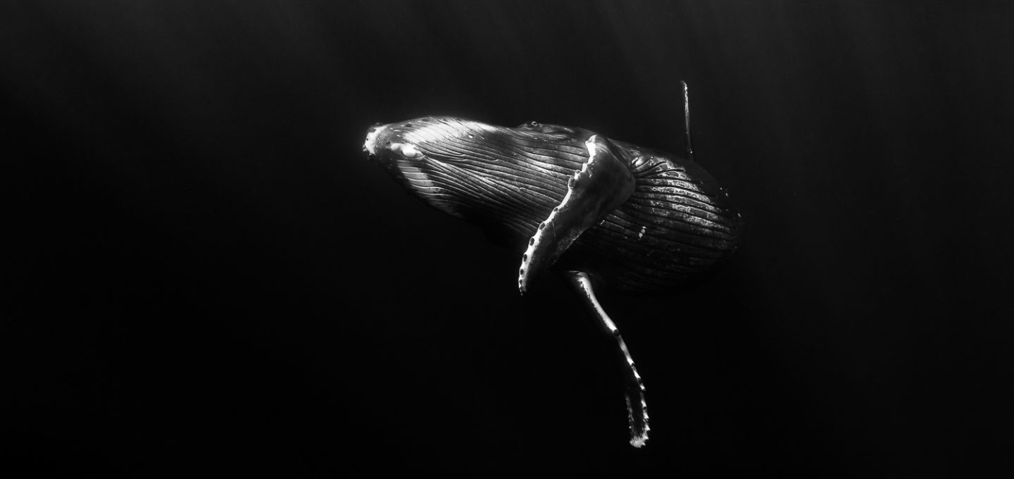humpback whale