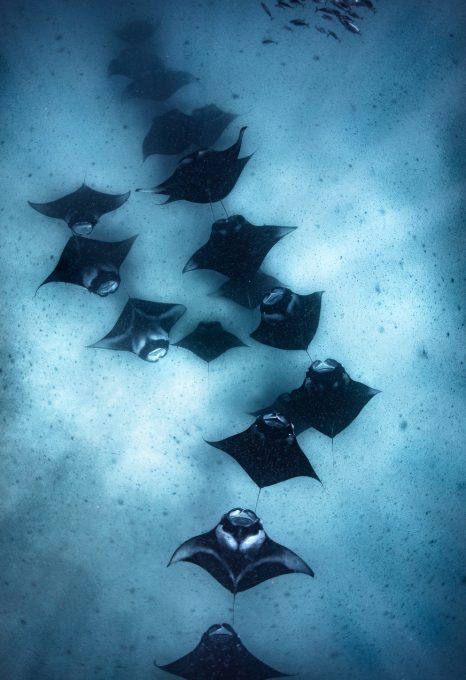 Todd Thimios Manta Ray