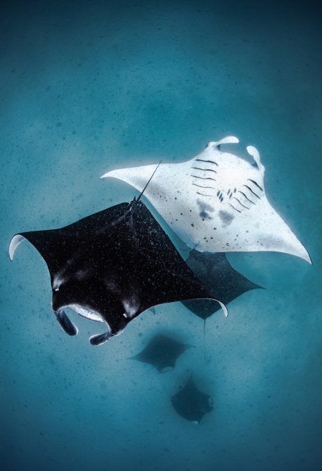 Mantas