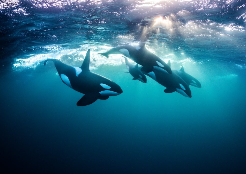 Orcas
