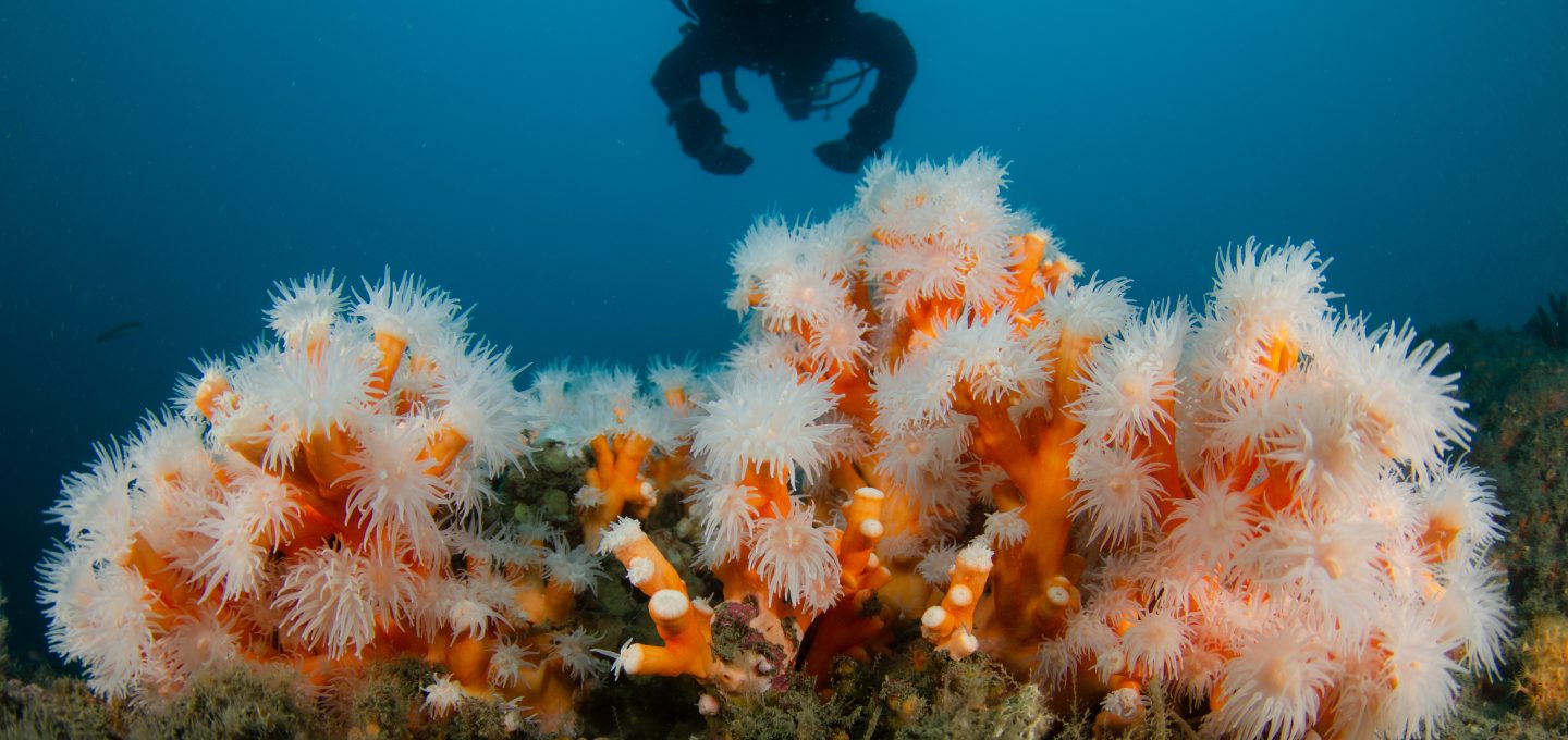 coral restoration Spain