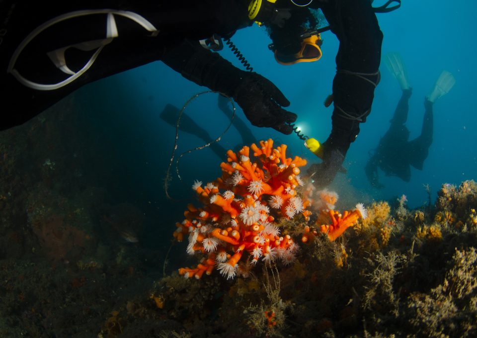 Mediterranean Corals