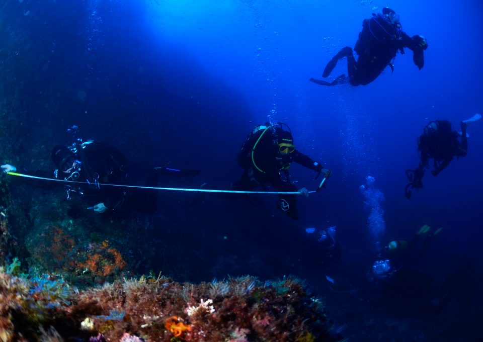 S.O.S Corales reef analysis