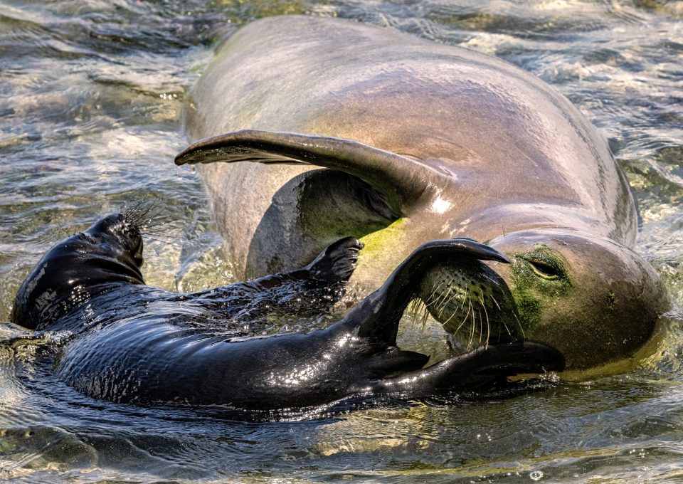 hawaiian monk seal