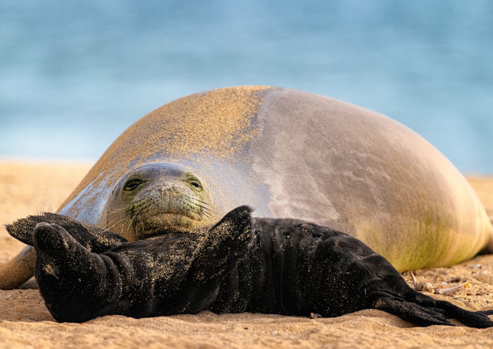 Lōli’i