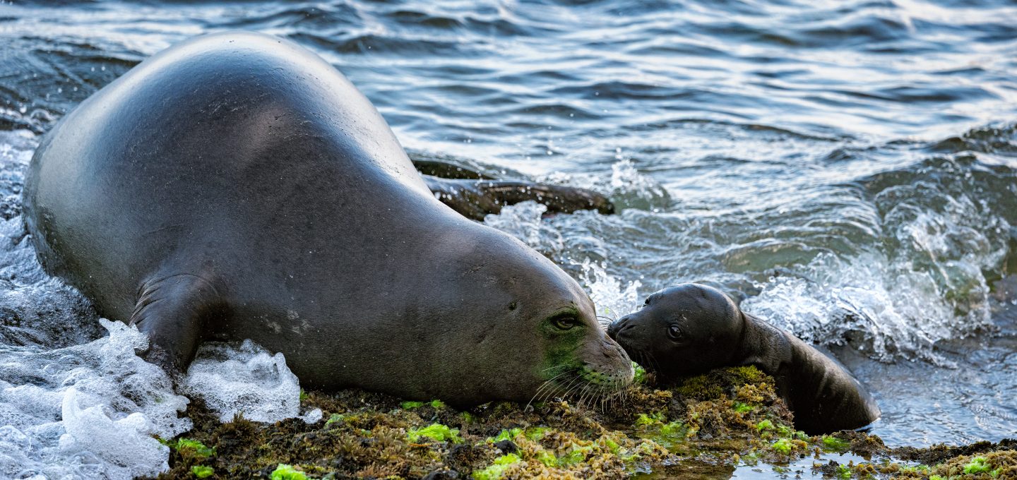 hawaiian monk seals
