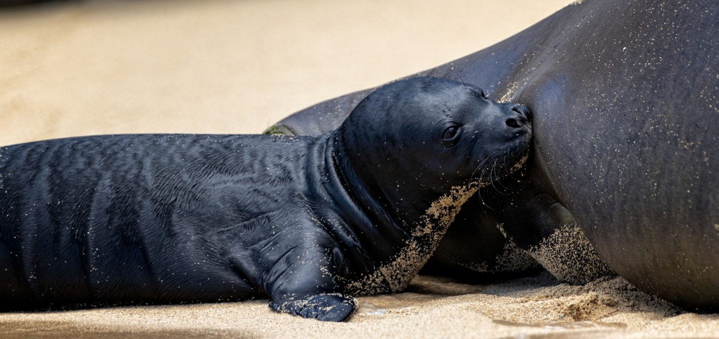 Lōli’i monk seal