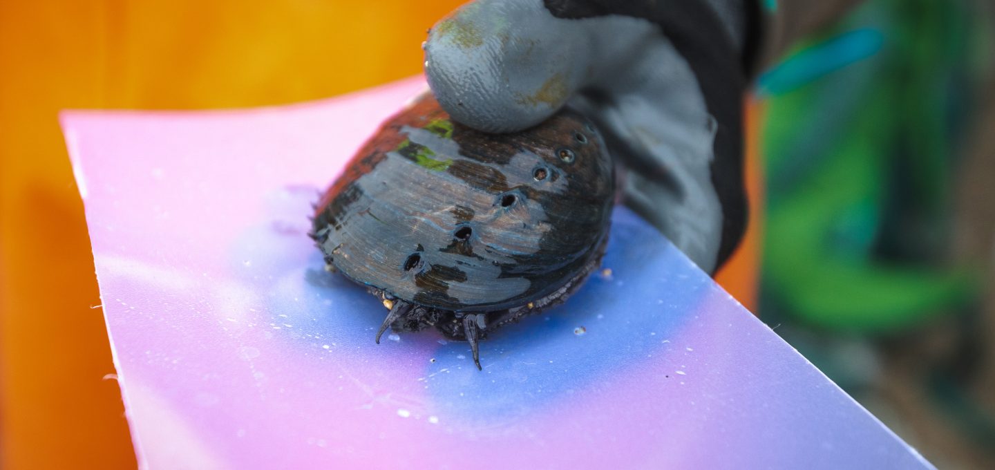 black abalone California