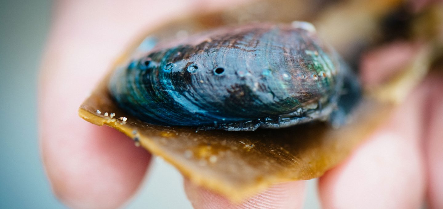 black abalone California