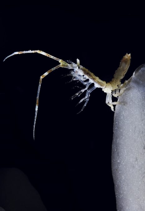 Antarctic krill, John Weller