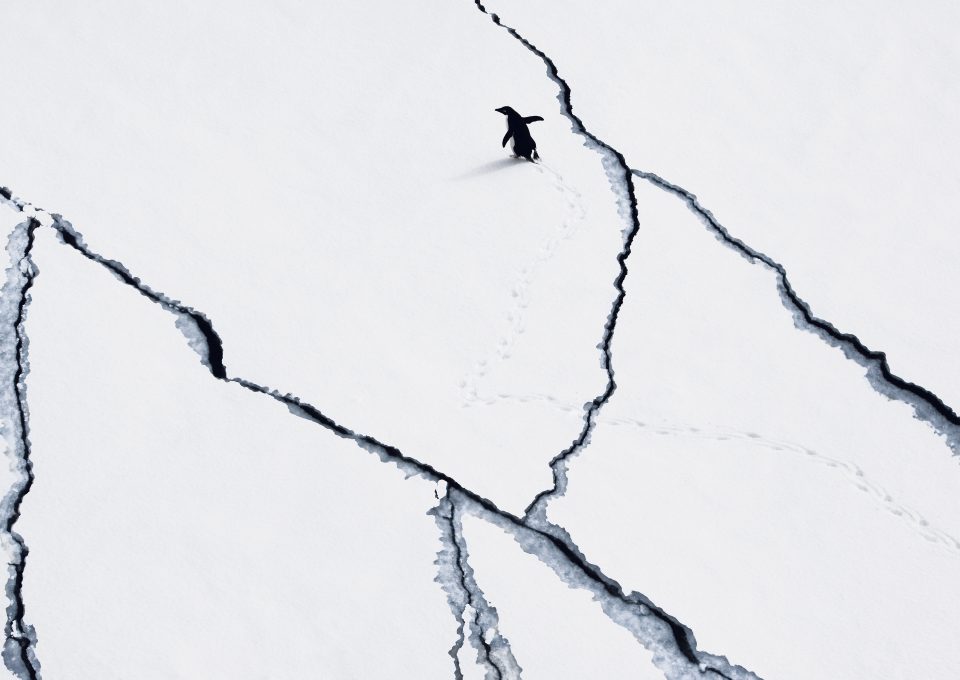 Penguin, Antarctica, John Weller