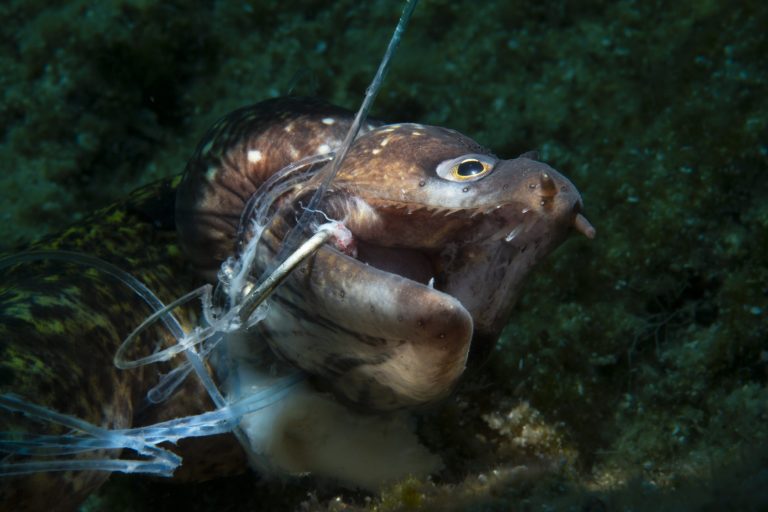 OPY conservation impact scaled