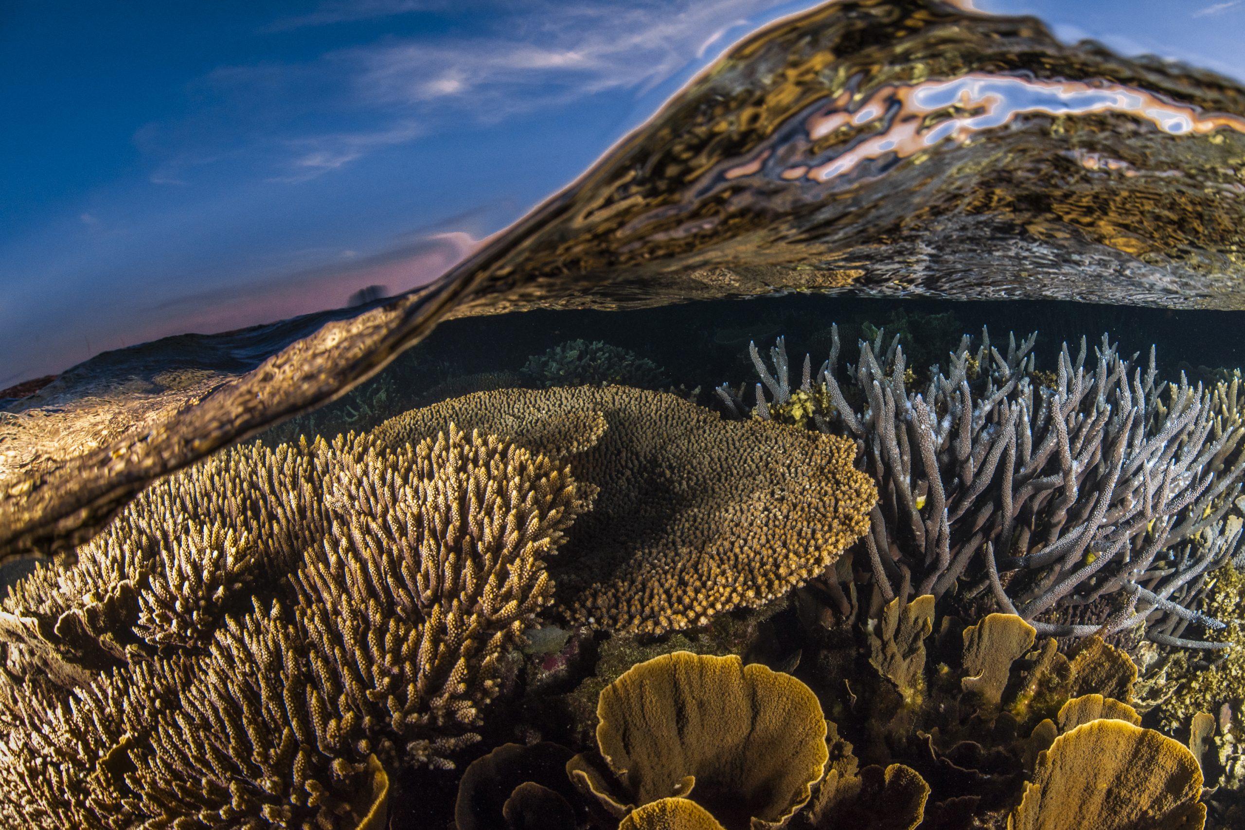 Coral_Garden-scaled