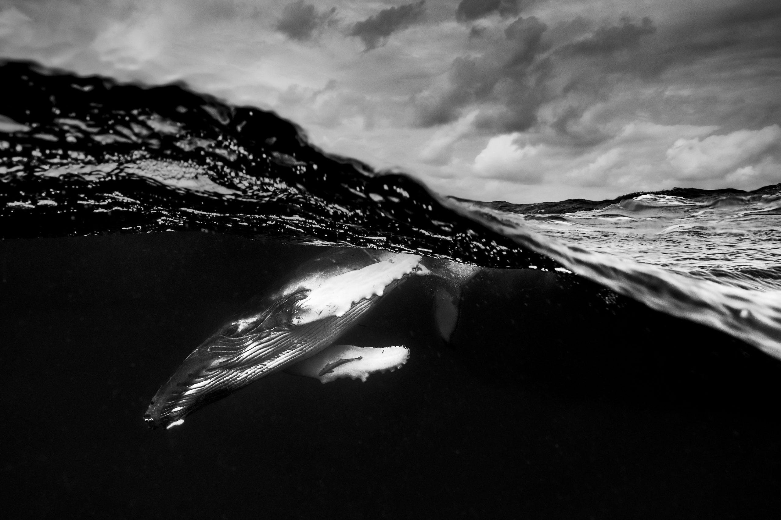 Storm_Whale-scaled