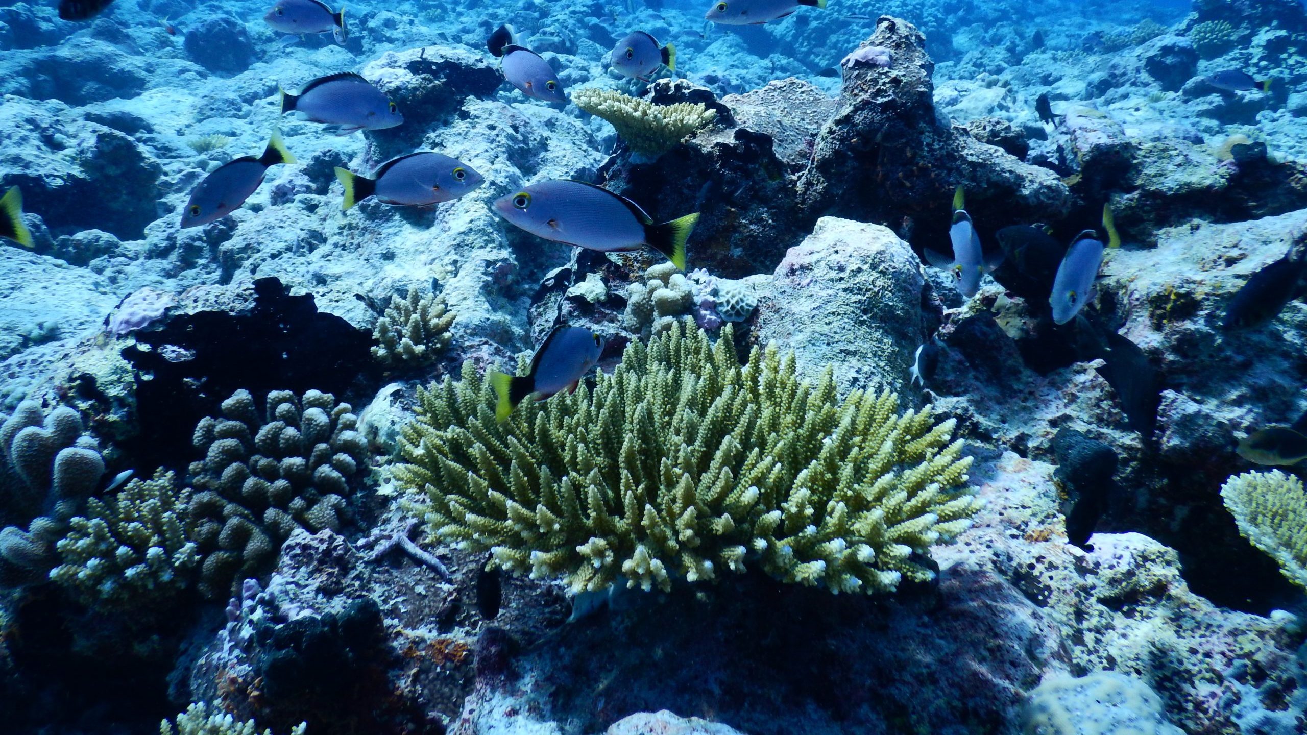 Researchers use Google to measure climate change impact on coral reefs - Oceanographic - Oceanographic - Oceanographic Magazine
