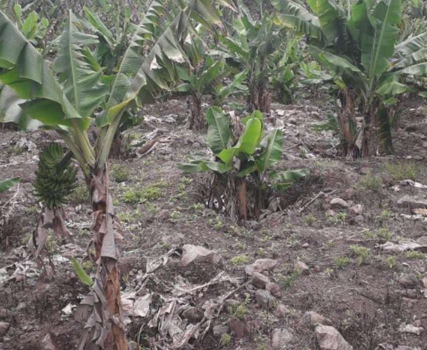 La Réunion : La Préfecture de la Réunion mandate une mission d&rsquo;enquête chargée d&rsquo;estimer les pertes agricoles dues à l&rsquo;exceptionnelle sécheresse de 2020