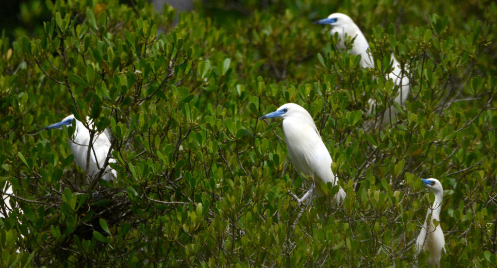 Le Crabier blanc, emblématique de la lagune d'Ambato ©GEPOMAY