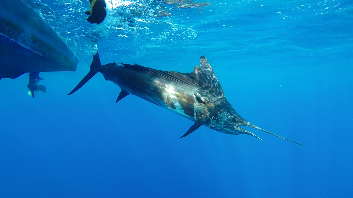 Biodiversité: L&rsquo;Ifremer lance une campagne de suivi des poissons porte-épées de l’océan Indien par satellite pour mieux les protéger