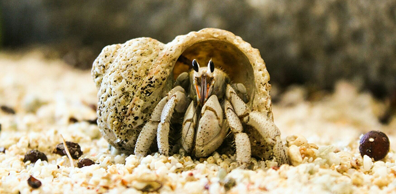 Hermit-crab-GettyImages-597303469-58b66f6f5f9b586046c36d9e