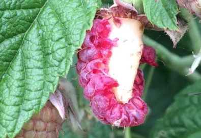 Moestuinmissers door Ineke van den Berg