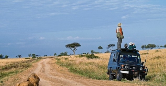 Focussen Leeuw Safari