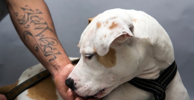 Lastige Hond Zoekt Bajesklant