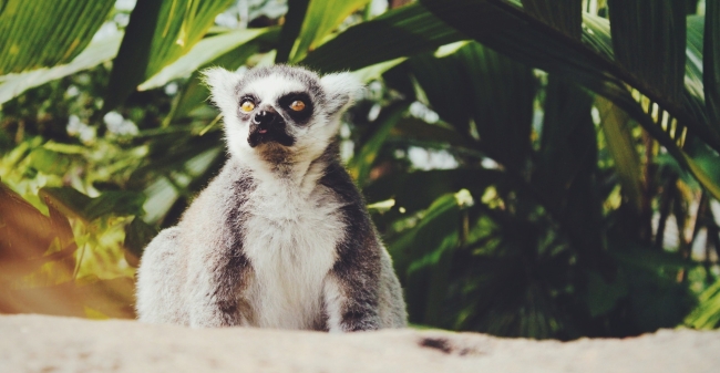 Meedenker Niet Voeren Aub Kleiner