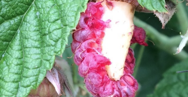 Moestuinmissers door Ineke van den Berg