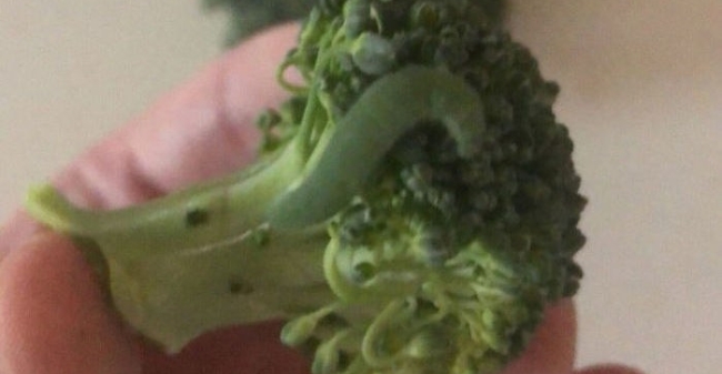 Rupsenliefde Bijgesneden