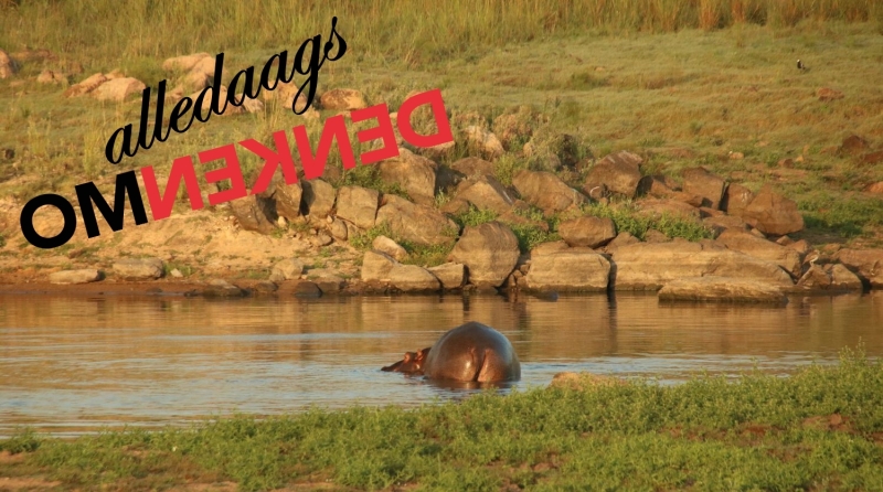 Alledaags Omdenken Safari Logo